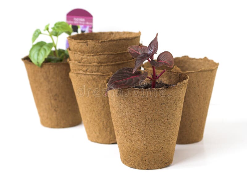 transplanting seedlings from peat pellets transplanting seedlings from peat pellets
