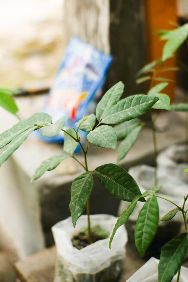 Plant Seeds Starting To Grow Up in Plastic Pots Stock Photo Image of