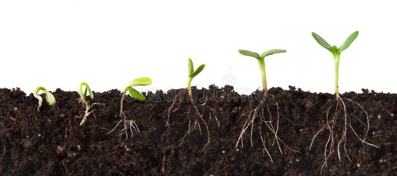 Abreviatura secuencias de planta creciente en suciedad, raíces desplegado, contra blanco.