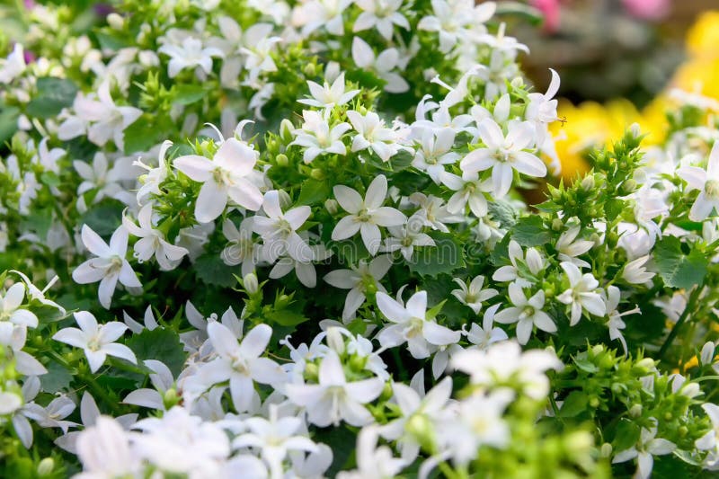 Plant with Small White Flowers. Blooming Spring Plant Stock Image