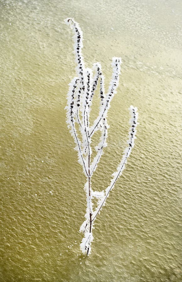 Plant and a snow. stock photography