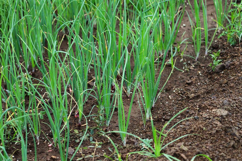 Plant Spring Onions that are Growing in Season. Ripe Onion Plants Row