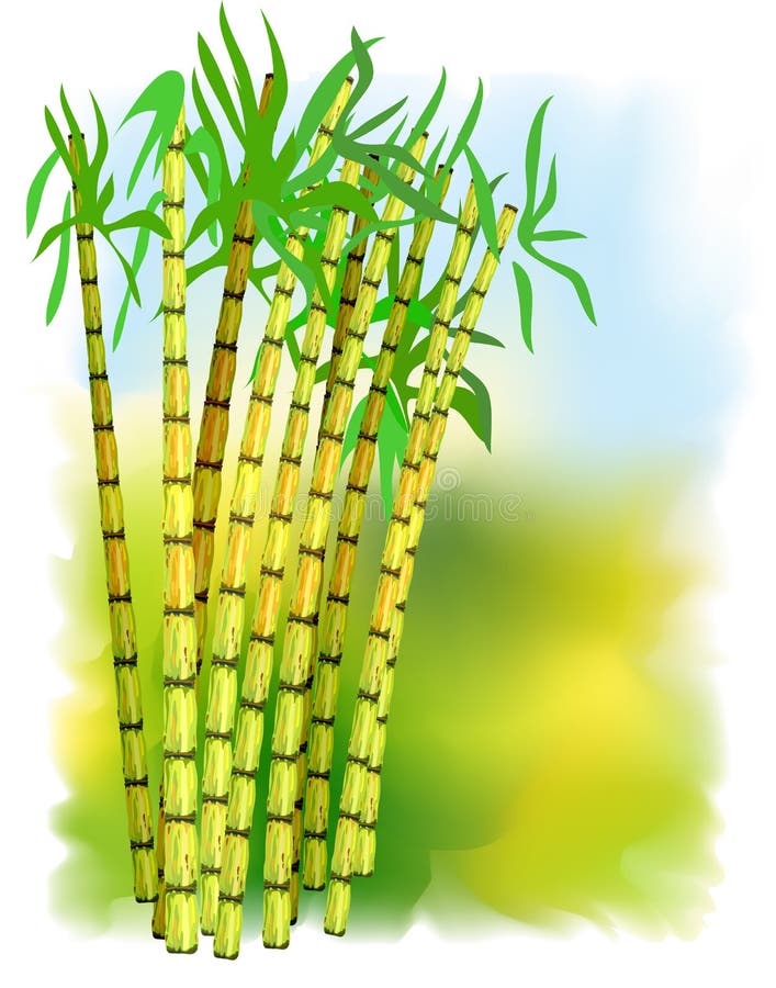 Plant of sugar cane. stock vector. Illustration of leaf