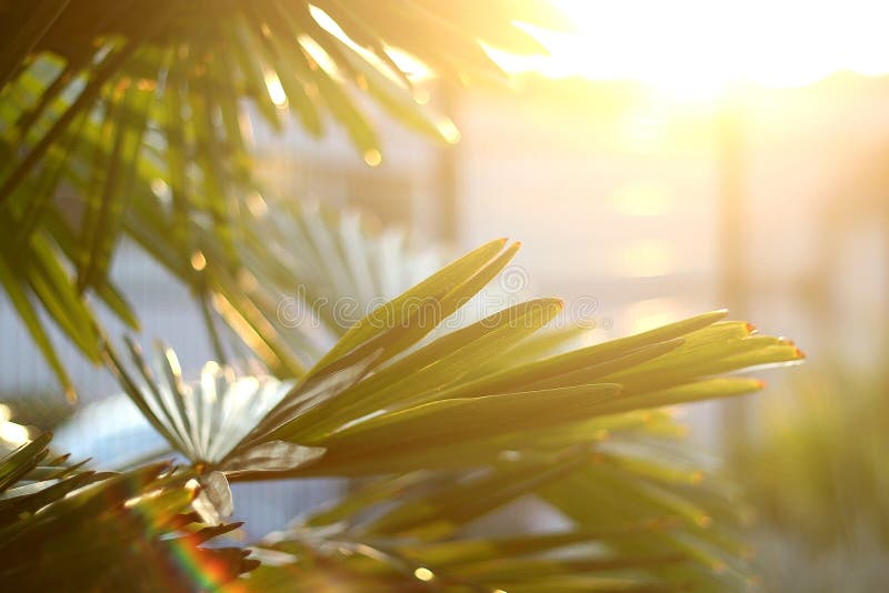 Plant and Sunset