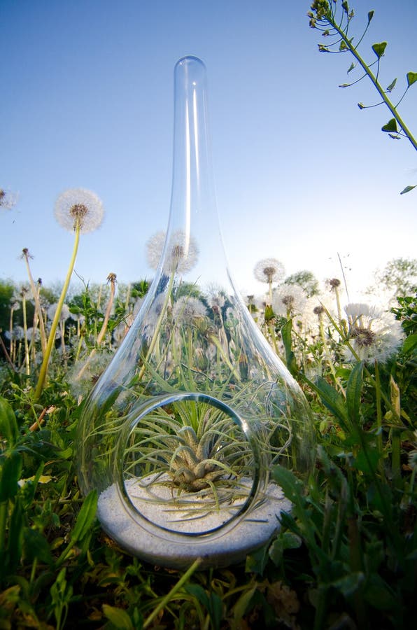 Plant Terrarium