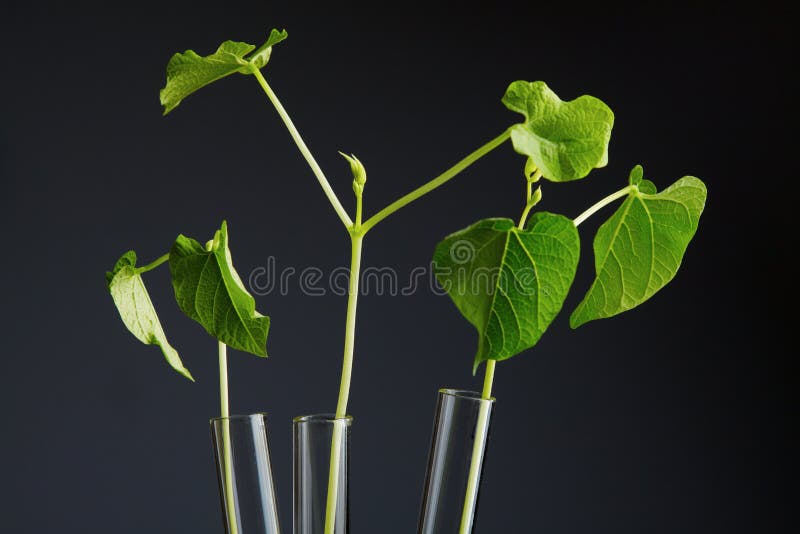 Germination test stock image. Image of young, germ, germination 3057483