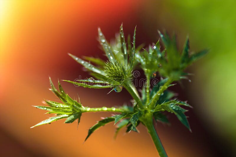 Plant Thorn Thistle, Water Droplets on the Plant Stock Photo Image of