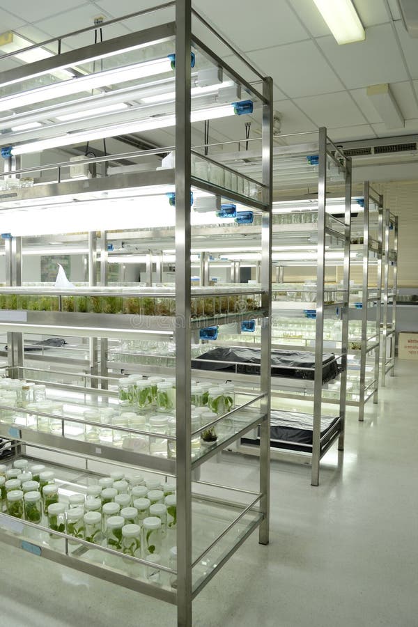 Plant tissue culture stock image. Image of shelf, 26536287