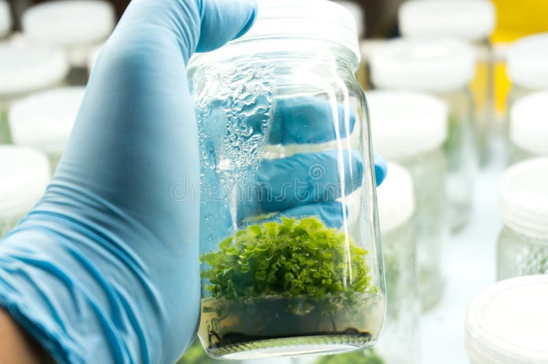 Plant tissue culture stock image. Image of death, medium 81528707