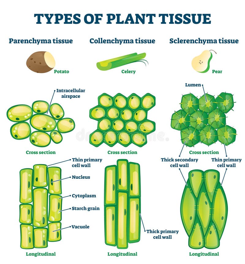 Plant Tissue Types Vector Illustration. Labeled Educational Structure
