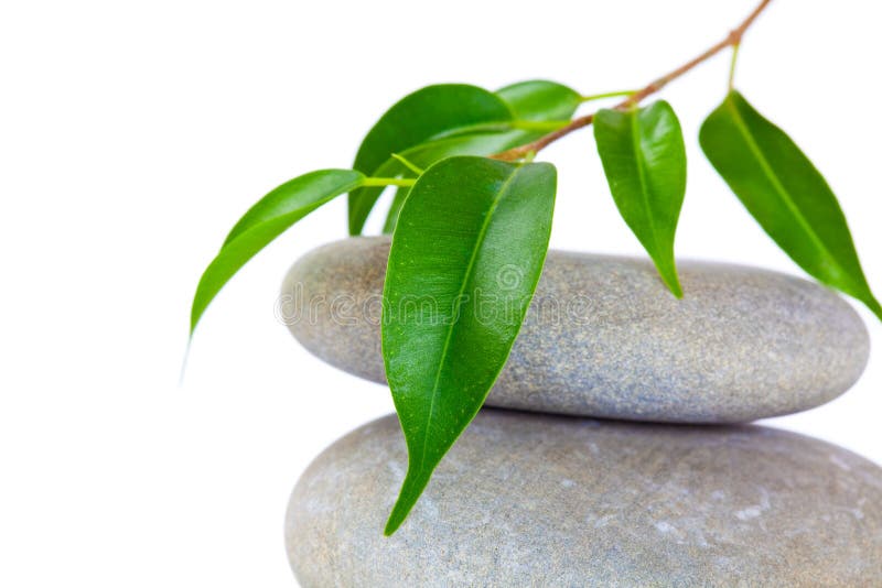 Plant on top of pebbles