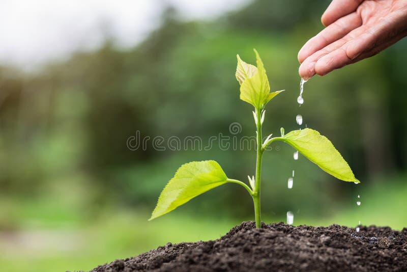 Plant a tree, Farmer`s hand watering a young plant, Seedling care, World Environment Day