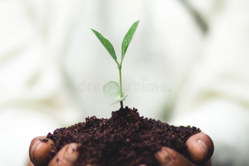 Plant a tree The soil and seedlings in the grandmother`s hand