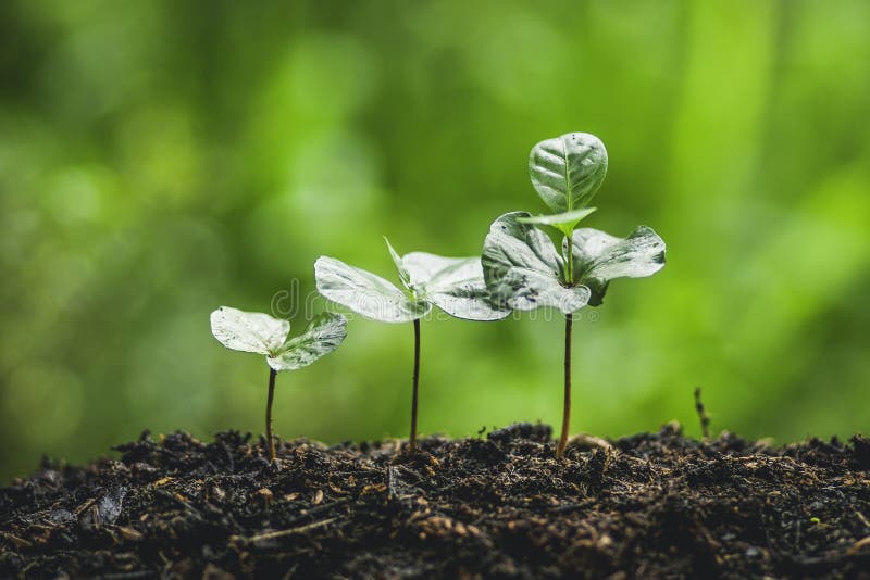 Plant a Tree Watering a Tree Coffee Tree in Nature Stock Photo Image