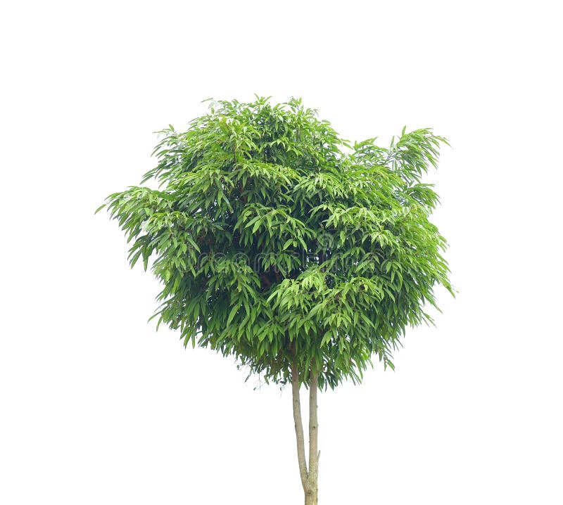 Plant tree royalty free stock images