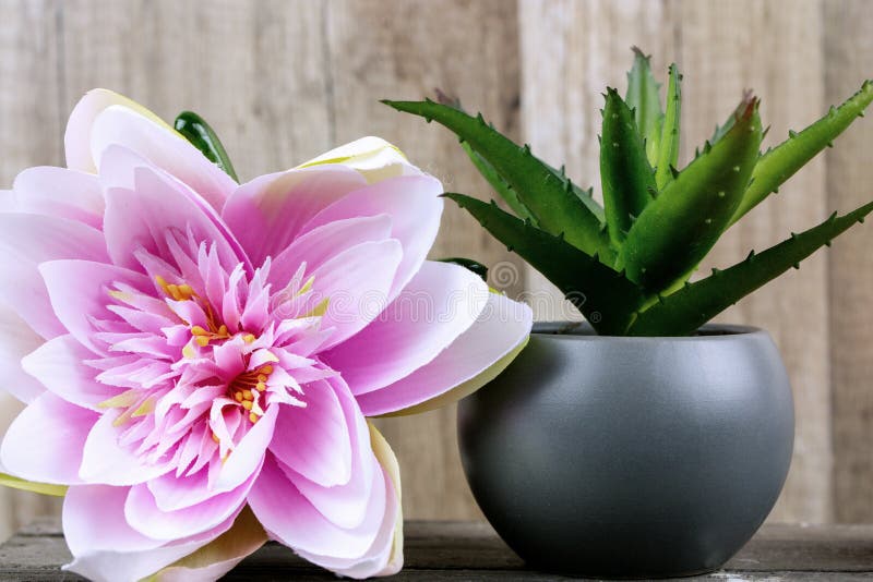 Plant and tropical pink flower with wood in the background. Beauty Spa Health and Wellness concept.