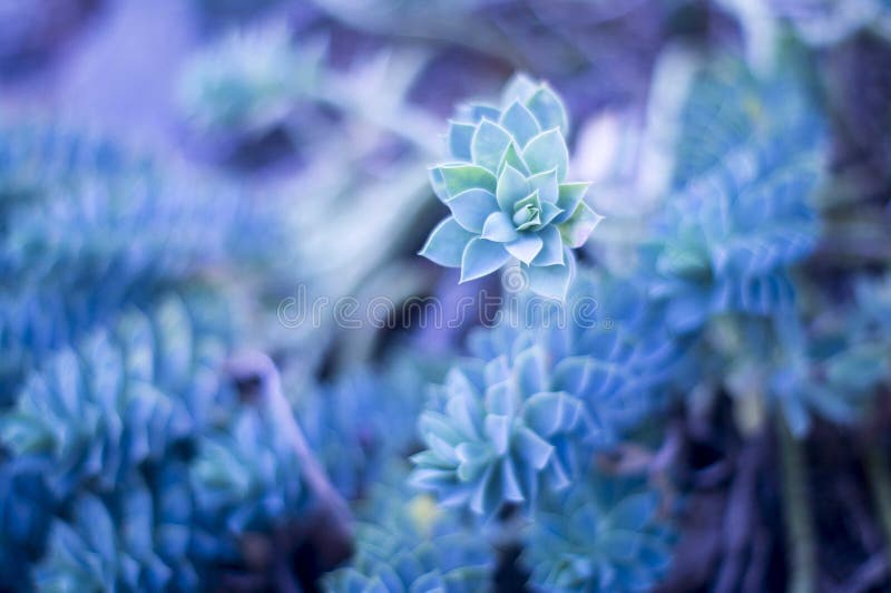 Plant stock image. Image of nature, environment, twigs 51674511