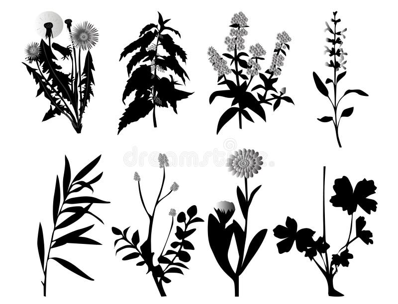 Set of Watercolor Drawing Herbs and Flowers Stock Vector - Illustration ...