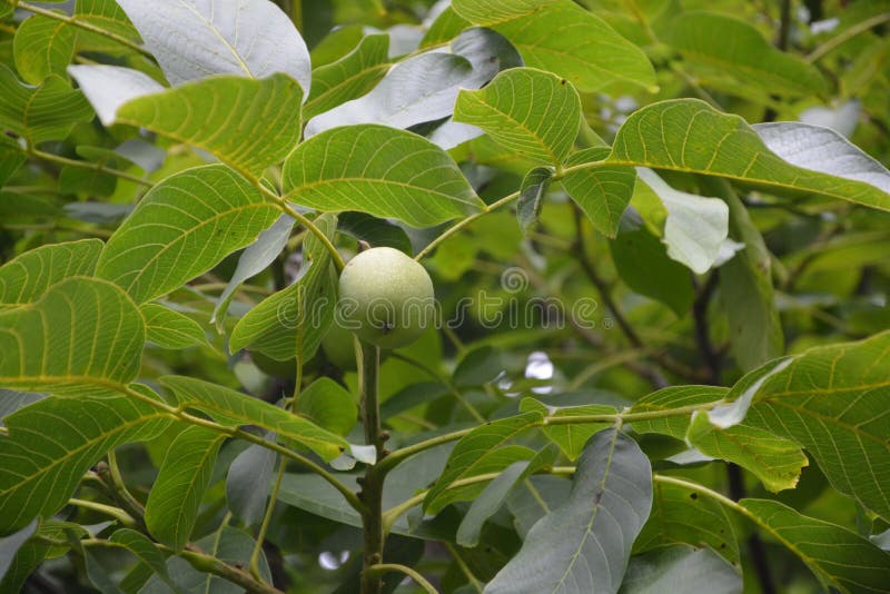Plant, Vegetation, Leaf, Fruit Tree Picture. Image 119961133