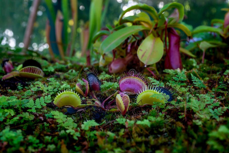 Plant Venus Flytrap a Species of Carnivorous Plants from a Monotypic