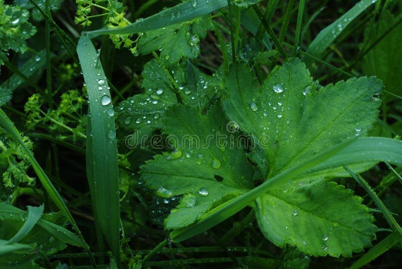 Plant with water drops