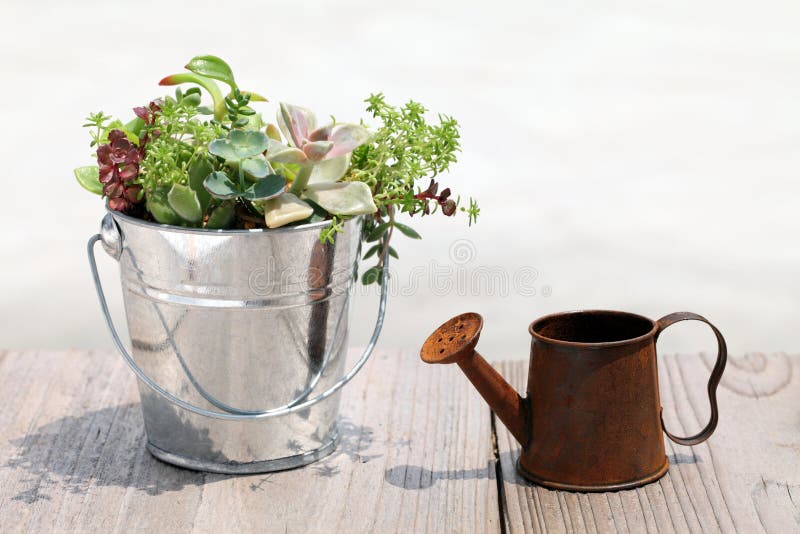 Plant with a watering can