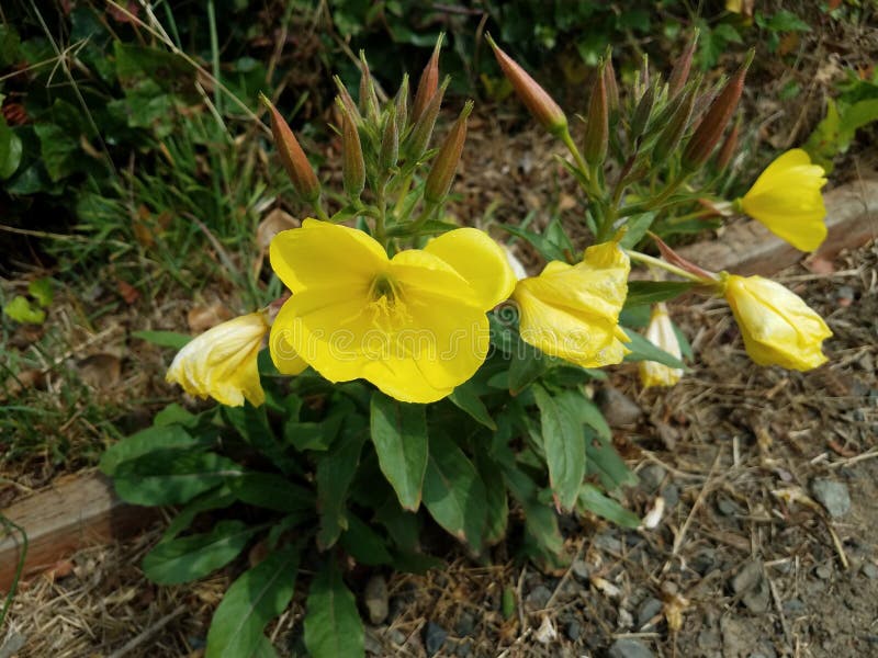 Plant with Yellow Flowers and Green Leaves Stock Image Image of