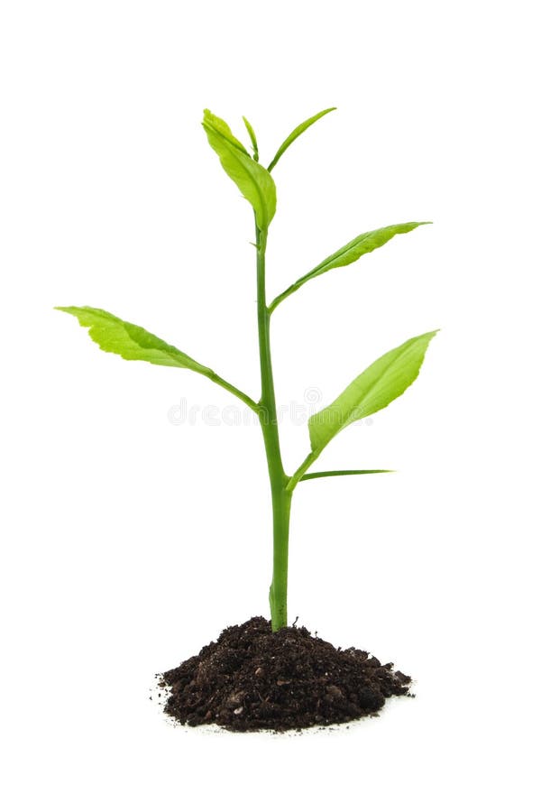 Planta foto de stock Planta foto de stock