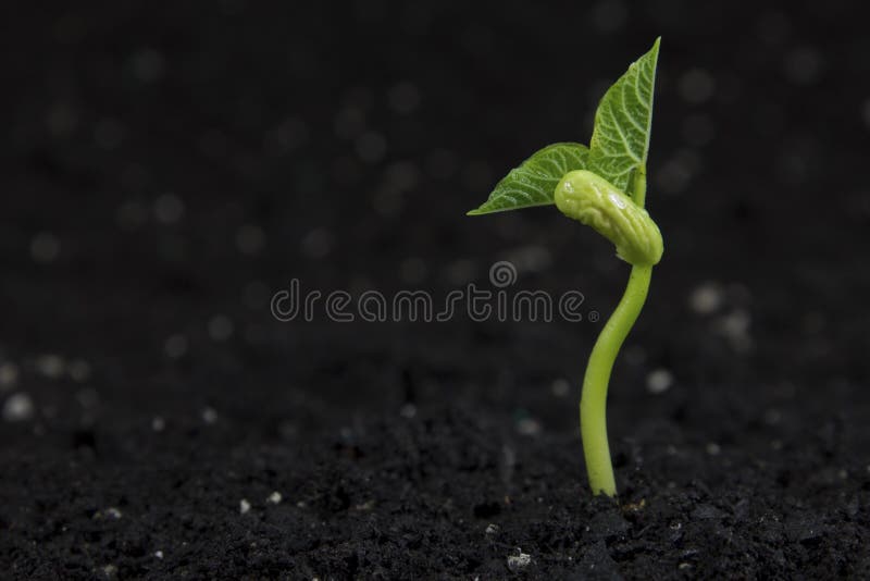 Planta fotografía de archivo libre de regalías