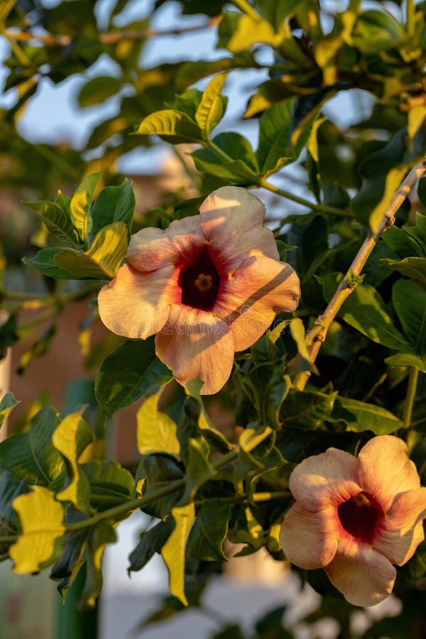 Planta Alamanda Com Flores Amarelas Nativa Do Brasil Foto de Stock - Imagem  de amarelo, plantas: 210371272