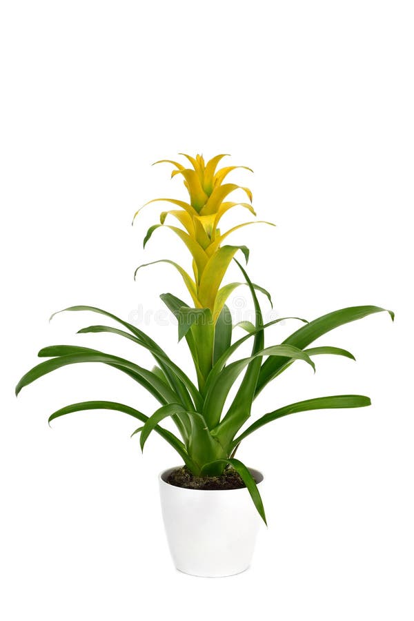 Planta Amarela De Guzmania Da Bromeliácea Imagem de Stock - Imagem de  planta, flora: 89209279