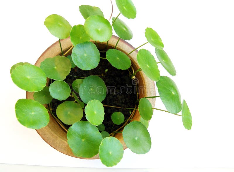 Planta aquática tropical no potenciômetro imagem de stock royalty free Planta aquática tropical no potenciômetro imagem de stock royalty free