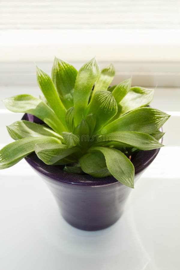 Planta carnuda, plantas exóticas na janela, fim acima imagem de stock Planta carnuda, plantas exóticas na janela, fim acima imagem de stock