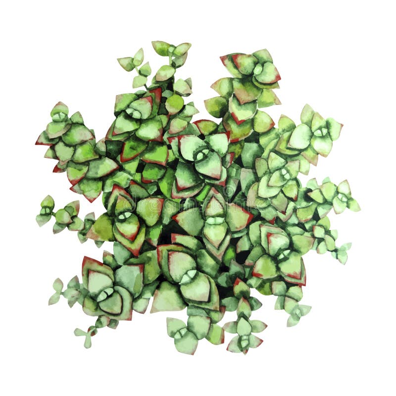 Planta carnuda verde da aquarela ilustração stock Planta carnuda verde da aquarela ilustração stock