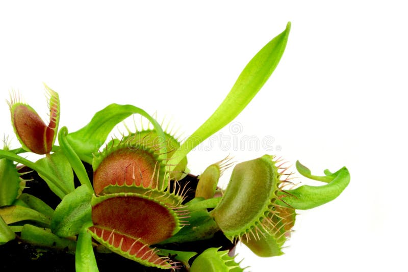 Planta carnívora imagens de stock Planta carnívora imagens de stock