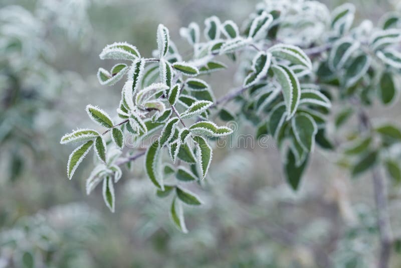 Plant covered with frost, hoarfrost or rime in winter morning, natural background. Plant covered with frost, hoarfrost or rime in winter morning, natural background