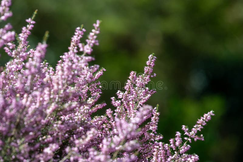 Planta común heather calluna vulgaris. Cierre en flor de la calluna vulgaris de heather rosa