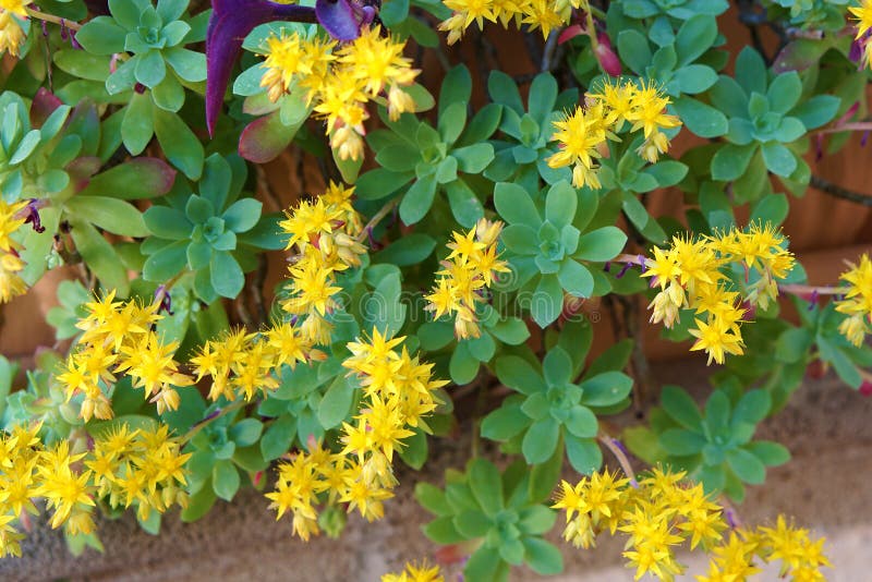planta con las flores amarillas, uva de gato, palmeri de Sedum imágenes de archivo libres de regalías planta con las flores amarillas, uva de gato, palmeri de Sedum imágenes de archivo libres de regalías