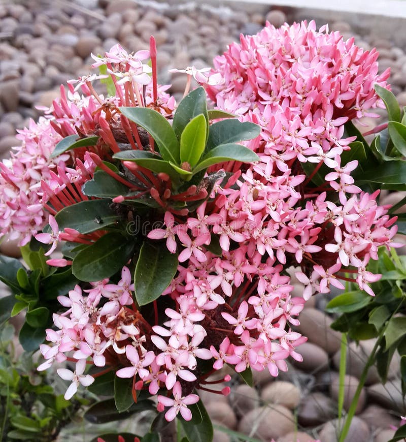 Planta Cor-de-rosa Do Ixora Imagem de Stock - Imagem de nave, flor: 81868037