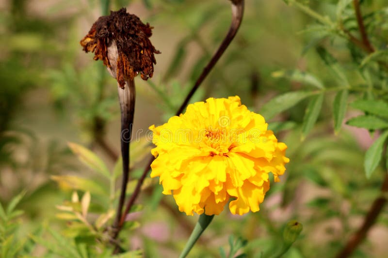 Planta Cravo-de-defunto Ou Do Ereta Mexicano De Tagetes Com As Pétalas  Amarelas Densas E a Flor Marrom Escura Completamente Secad Foto de Stock -  Imagem de amarelo, planta: 130268378