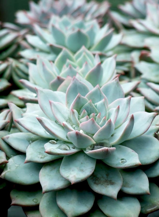 Close up of some agave plants in a row. Close up of some agave plants in a row