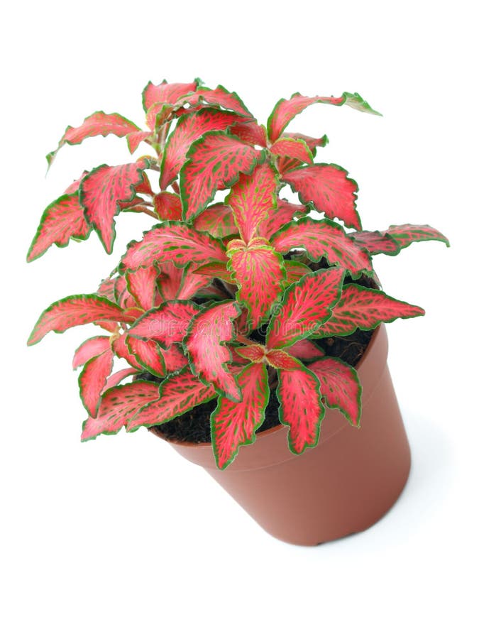 Planta doméstica fotografia de stock