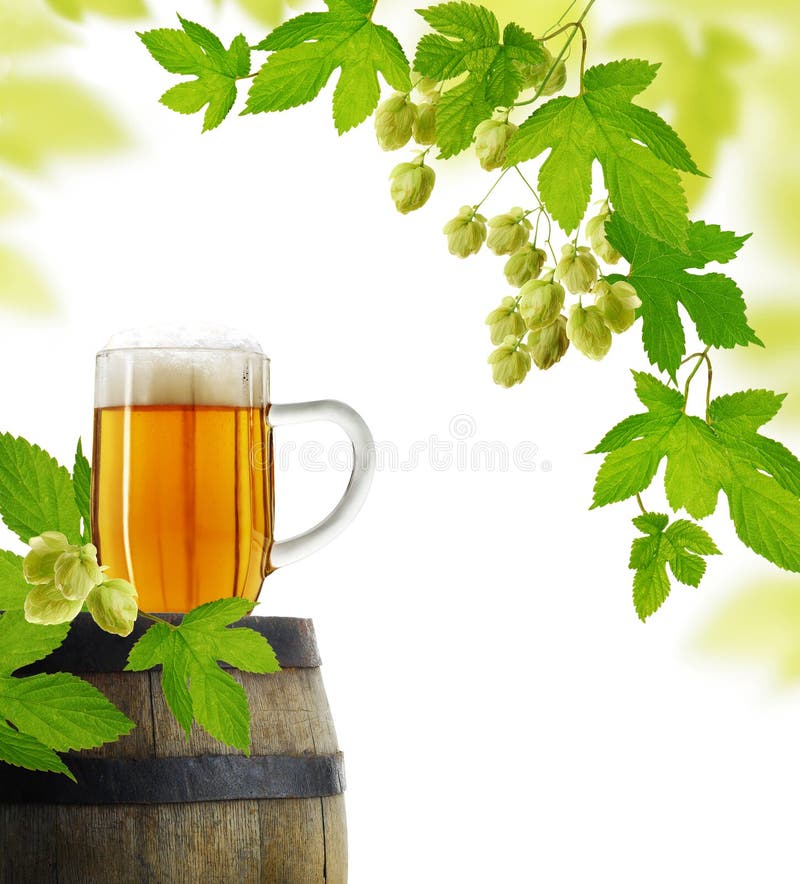 Still life with beer and hop plan, isolated on white background. Still life with beer and hop plan, isolated on white background