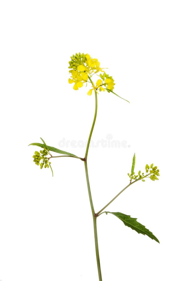 Planta da colza fotografia de stock royalty free Planta da colza fotografia de stock royalty free