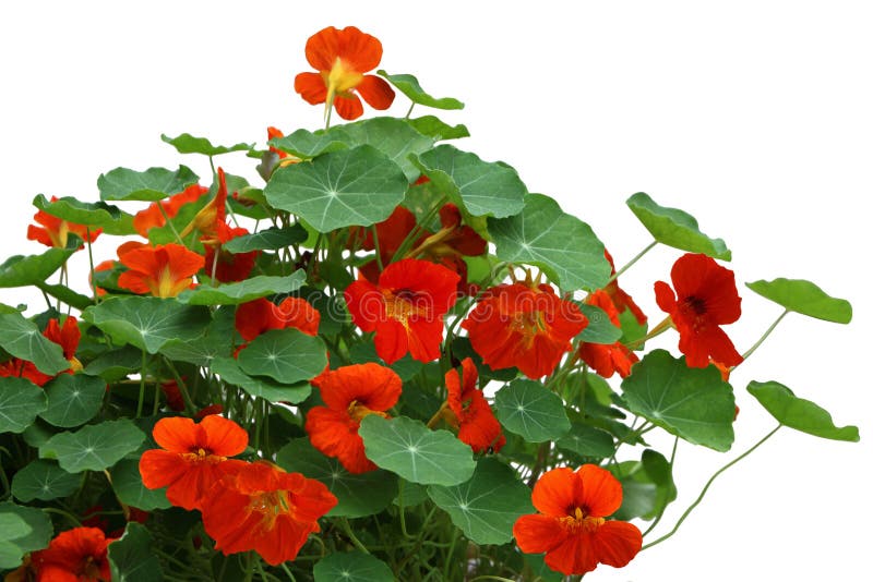 Planta da flor da chagas fotografia de stock royalty free Planta da flor da chagas fotografia de stock royalty free
