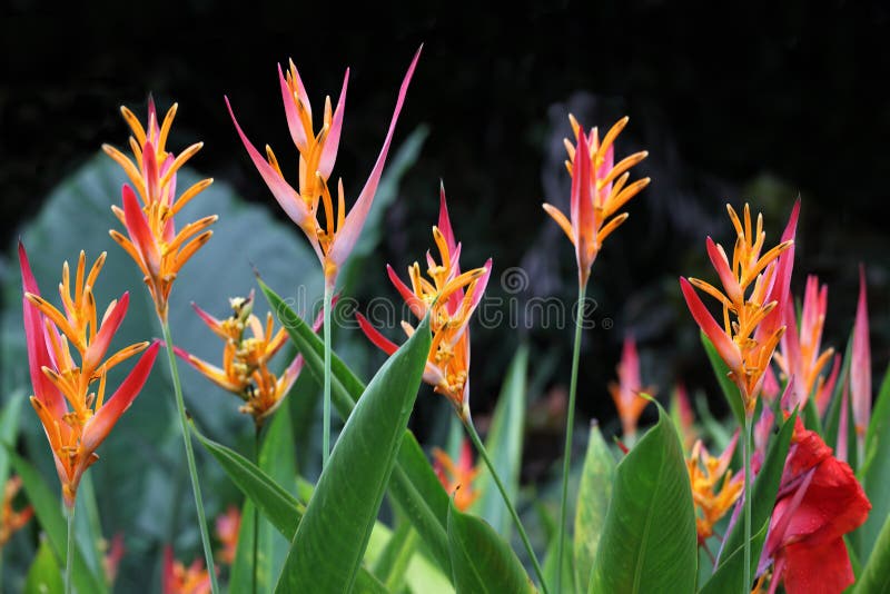 heliconia psittacorum viridi download free heliconia psittacorum viridi download free