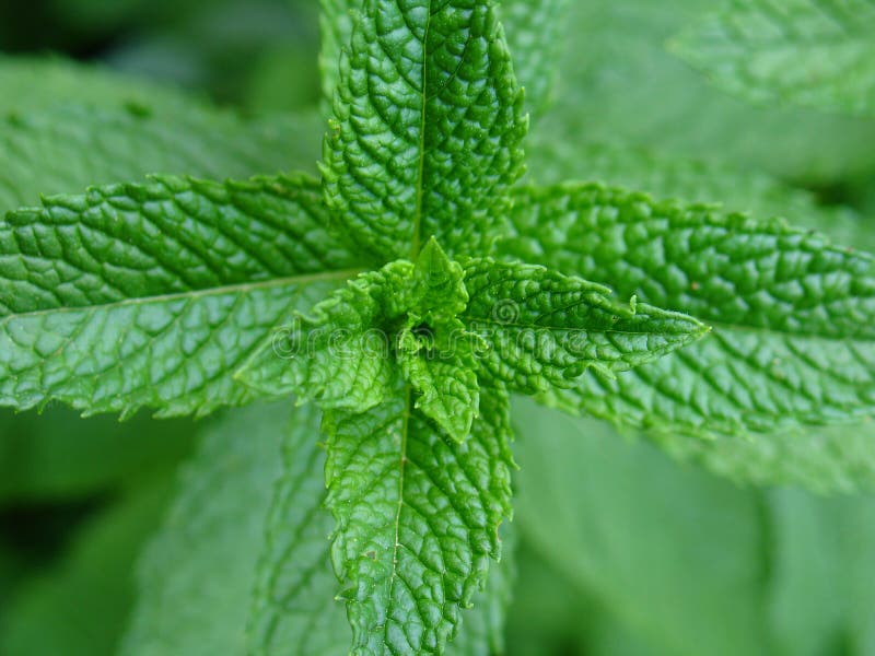 Fresh green mint plant close-up with blurred background. Fresh green mint plant close-up with blurred background