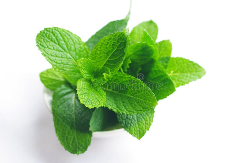 Fresh green mint plant close-up with white background. Fresh green mint plant close-up with white background