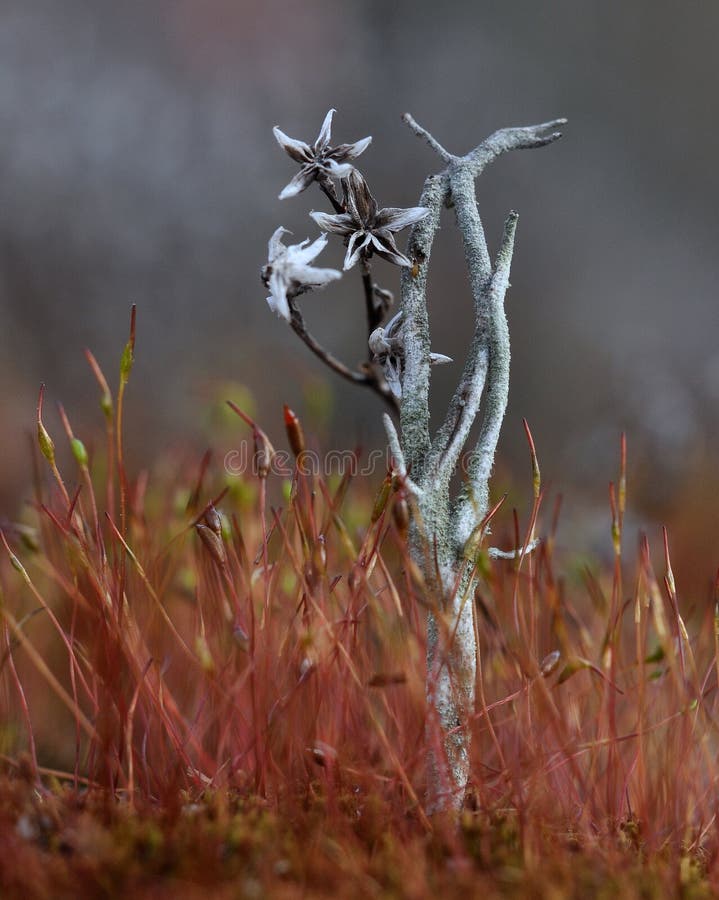 Extreme macro of lichen plant in a field of moss. Extreme macro of lichen plant in a field of moss