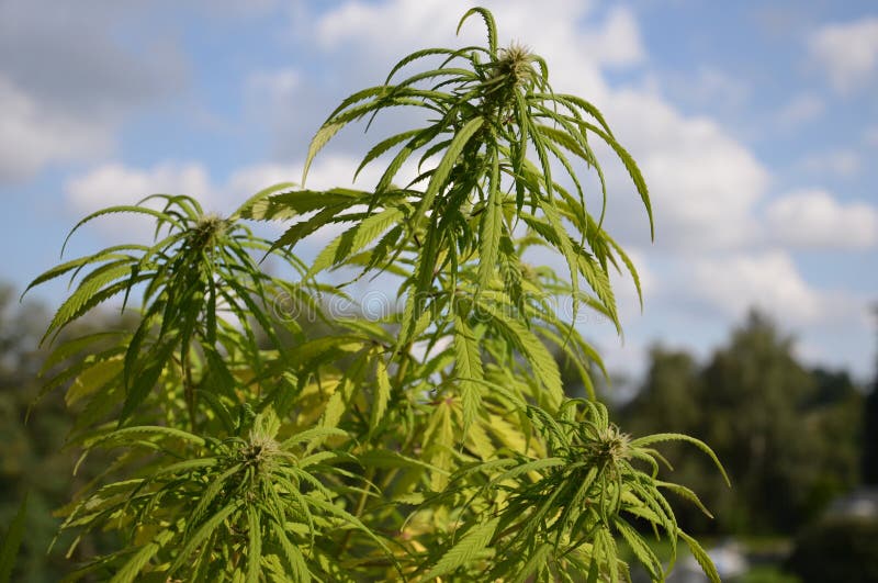 Planta da marijuana fotografia de stock royalty free Planta da marijuana fotografia de stock royalty free